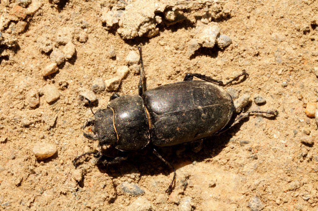 Lucanus cervus